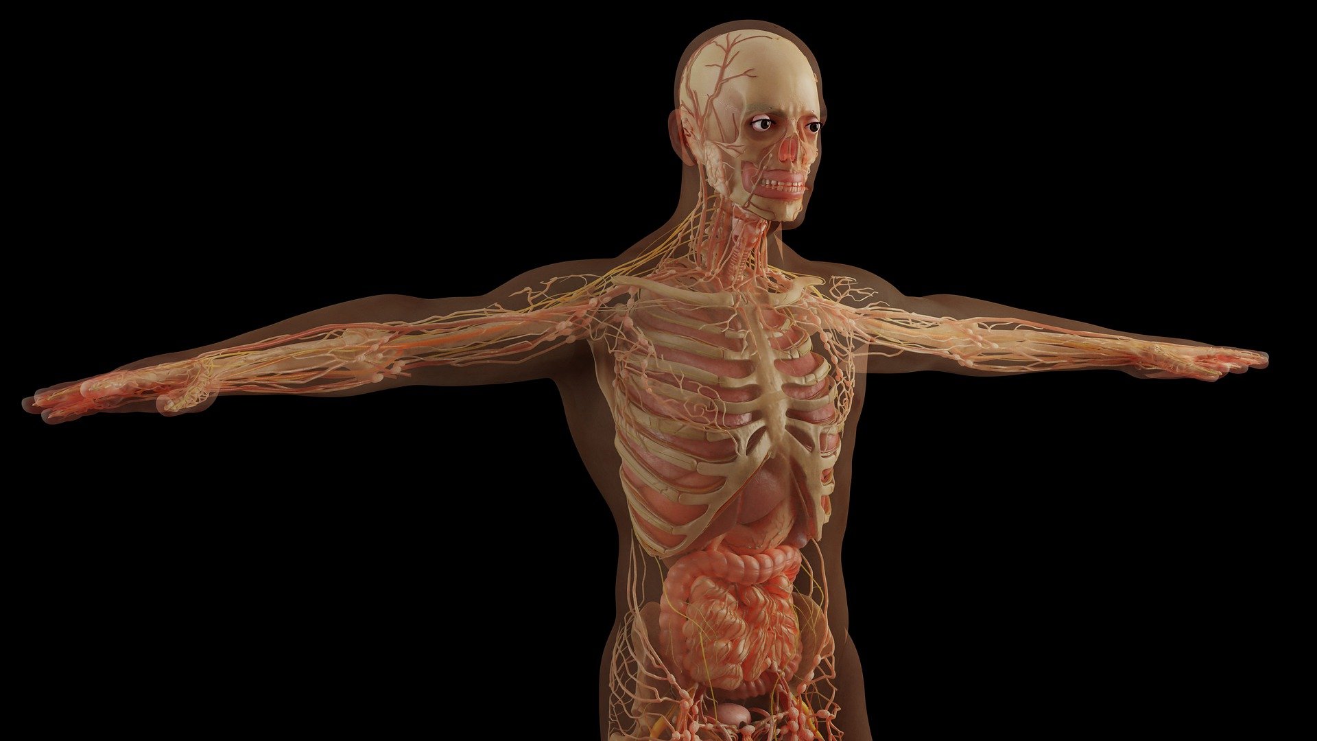 解剖観察　腸腰筋　治療方法